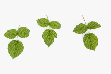Naklejka na ściany i meble Raspberry leaves on a white background. Green raspberry leaves.