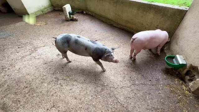 a pair of domesticated pigs, grey and pink at large in their pound