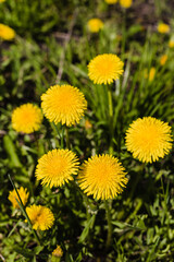 A clearing with dandelions. Blooming dandelions. Yellow flowers.