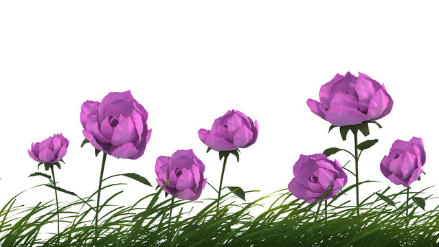 Rose flowers in the grass with a transparent background.