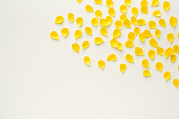 Abstract background. Yellow petals on a white background. Background from yellow petals. Colored background.