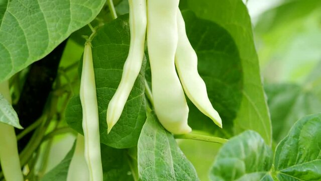 Ripe kidney bean growing on farm in 4K VIDEO. Bush with bunch of pods of haricot plant (Phaseolus vulgaris) ripening in homemade garden. Organic farming, healthy food, BIO viands, back to nature.