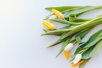 Yellow tulips on a white background. March 8.