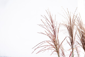 Fototapeta na wymiar Dry pampas grass on a white background. Modern dry background flower decor, copy space