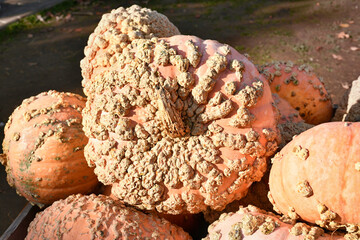 Large orange 'Galeux d'Eysines' squash with warts