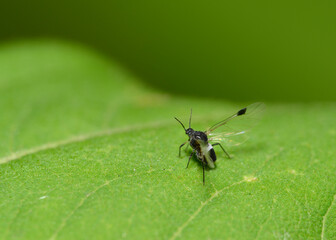 A close-up view of a 1 mm midge spreading its wings to take off from a leaf in the forest
