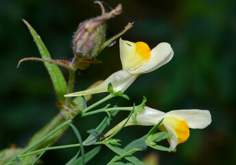A close-up view of a blooming common flax flower