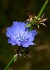 A close-up view of the blue chicory flower