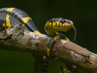 yellow caterpillar on a branch