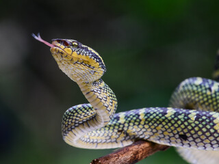 close up of a snake