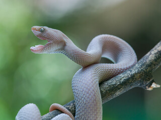 snake on a branch