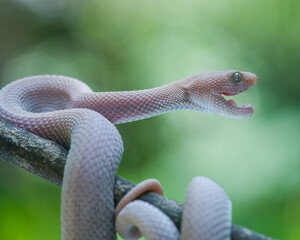 snake in the tree 