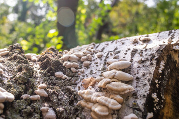 Fungi on tree bark. White shelf fungi polypore on tree bark macro.