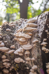 Fungi on tree bark. White shelf fungi polypore on tree bark macro.