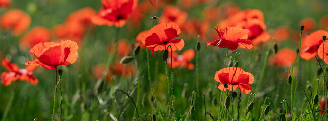 Banner field of poppy flowers papaver rhoeas in spring.