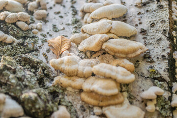 Fungi on tree bark. White shelf fungi polypore on tree bark macro.