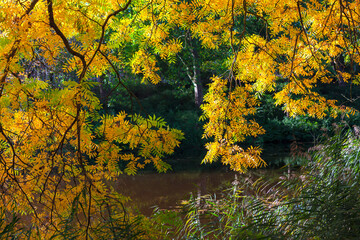 Autumn nature with yellow branches over the lake . Natural autumn leaves frame 