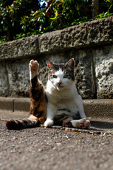 路上で毛繕いする野良猫