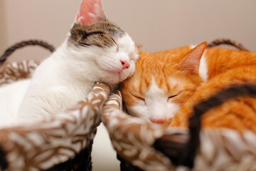 顔をくっつけて寝る2匹の猫