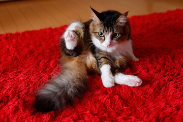 赤いカーペットの上で毛繕いする猫