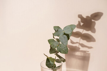 A branch of fresh eucalyptus in a transparent rippled vase on orange and beige colored background with hard light shadow, sunny morning