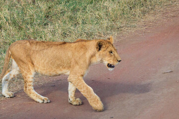 Fototapeta na wymiar Lion cub (Panthera leo) walking in savannah in Serengeti national park, Tanzania