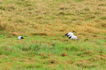 African sacred ibises (Threskiornis aethiopicus) in Ngorongoro crater national park, Tanzania