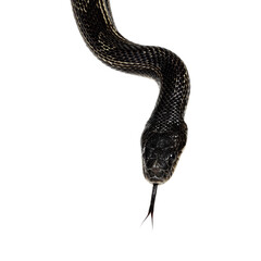 Fototapeta premium head shot of a Black rat snake aka Pantherophis obsoletus. Tongue out. Isolated on a white background.