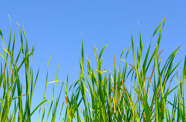 Long green grass and reeds isolated clear sky background with copy space