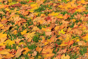 Background of the autumn maple leaves