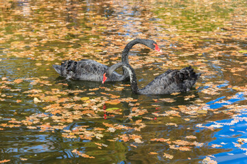 Pair of black swan (Cygnus atratus) swimming in the autumn pond with fallen leaves