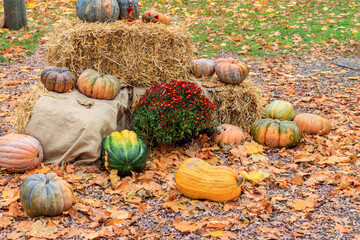 Decorative composition of the pumpkins with colorful leaves. Fall, Thanksgiving and Halloween...