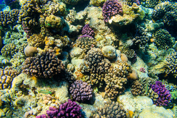 Coral reef in the Red sea in Ras Mohammed national park, Sinai peninsula in Egypt