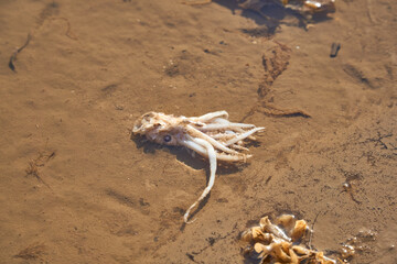 Body of a dead squid in a tide pool