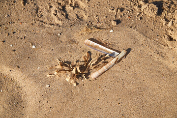 Razor shells on a beach