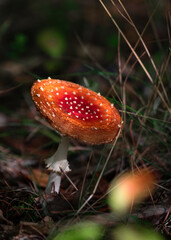 Red fly agaric in the autumn forest. Poisinous amanita mushroom