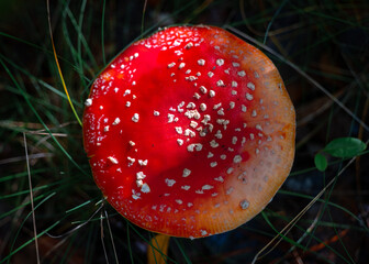 Red fly agaric in the autumn forest. Poisinous amanita mushroom