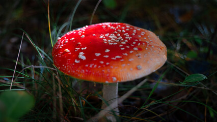 Red fly agaric in the autumn forest. Poisinous amanita mushroom