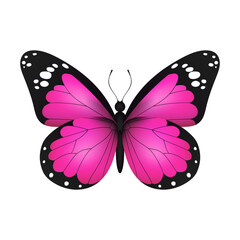 Pink realistic flying monarch butterfly on a white background. Vector illustration. Decorative print design. Colorful fairy wings.