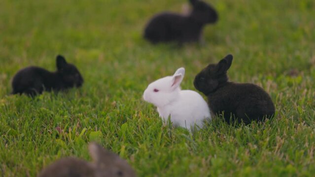 little rabbits walk on the green lawn in the yard