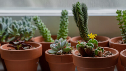 Small succulents in clay pots 