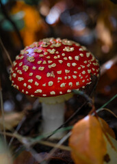 Red fly agaric in the autumn forest. Poisinous amanita mushroom