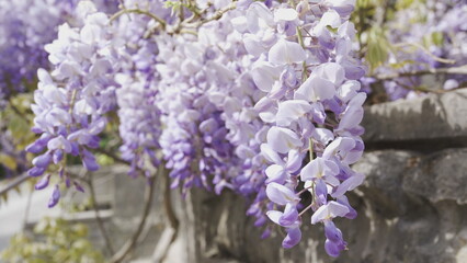 Branches of fragrant lilacs sway in the wind. Lilac flowers hang from the stone fence.