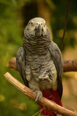Grey Parrot with a Red Tail on a Wood Perch