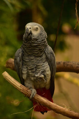 Amazon Grey Parrot Standing on a Tree Perch