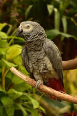 African Grey Parrot with His Feathers Ruffled