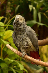 African Grey Parrot on a Strong Vine