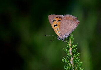 Fototapeta na wymiar Small Copper Butterfly on a leaf
