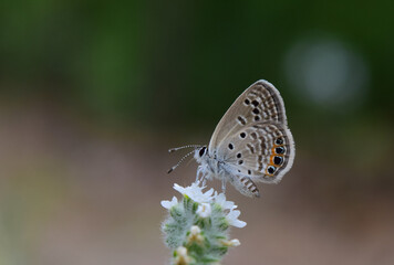 Fototapeta na wymiar Grass Jewel Butterfly on a white flower