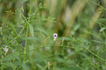 antiviral herb paniculata plant Medicinal plants of Thailand, Asia.